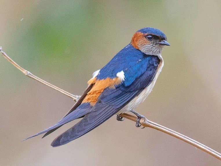 Red-rumped Swallow